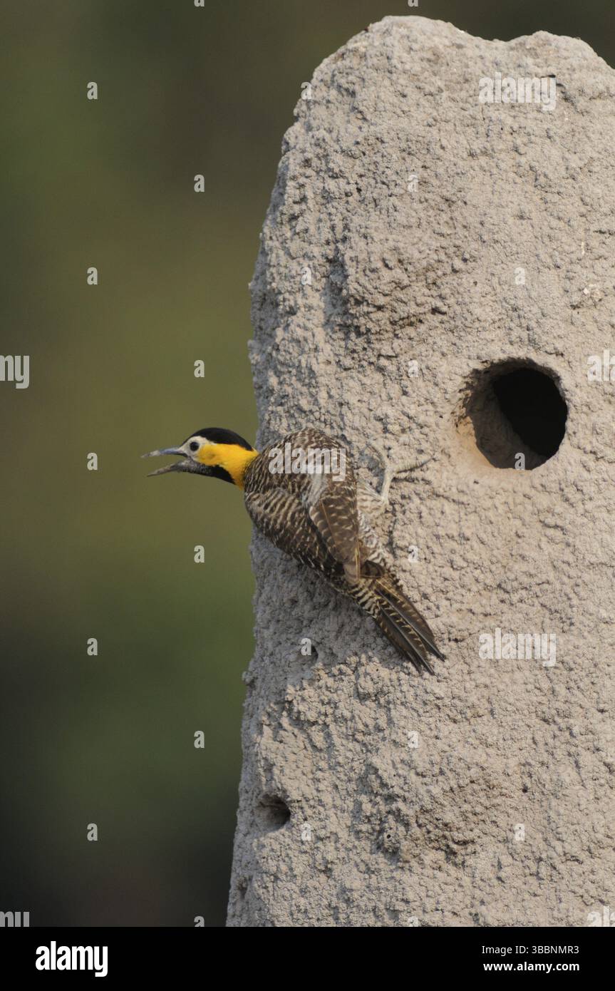 Campo Flicker (Colaptes campestris), Pantanal, Brésil, Amérique du Sud Banque D'Images Campo Flicker (Colaptes campestris), Pantanal, Brésil, Amérique du Sud Banque D'Images