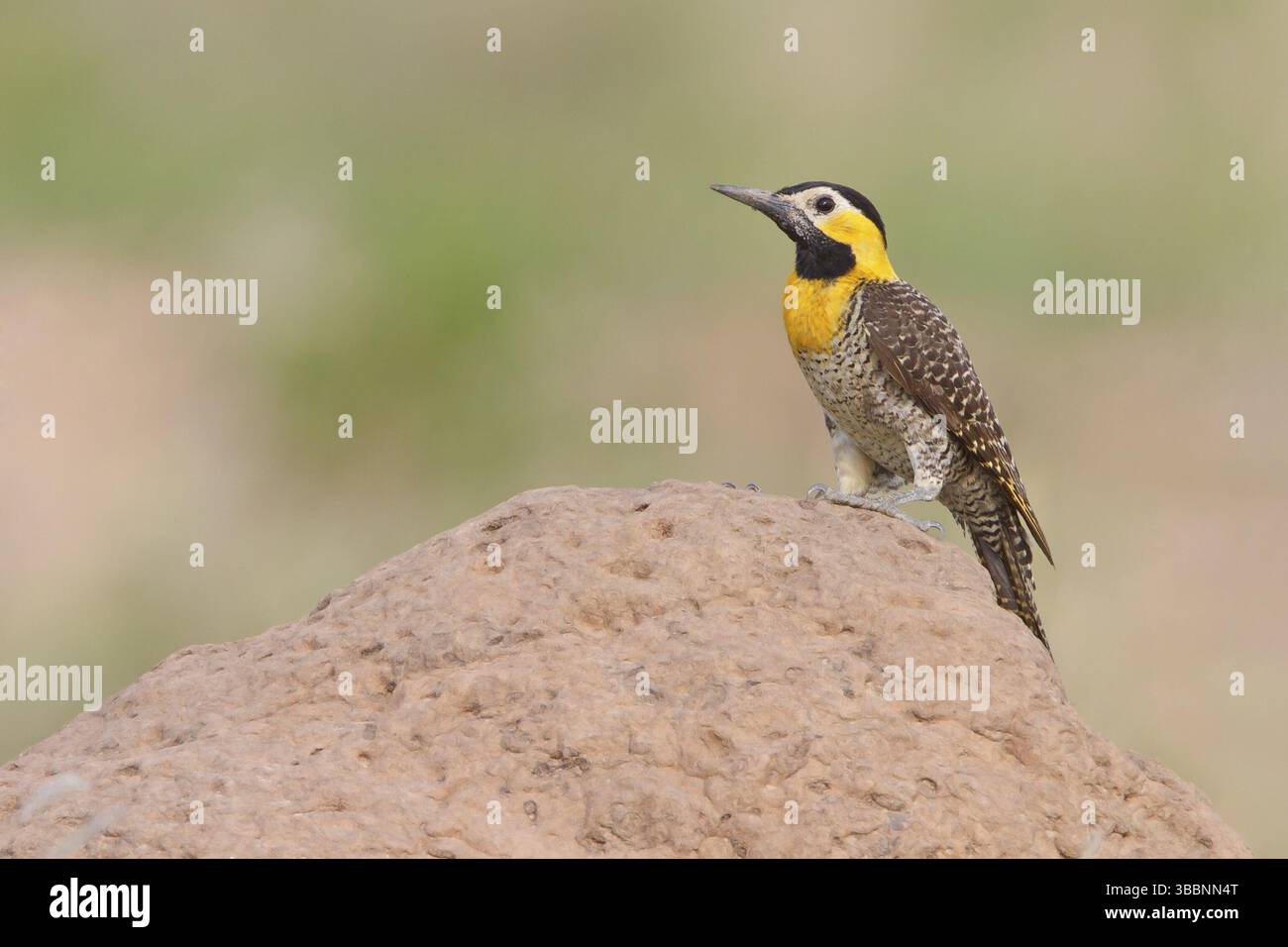 Campo Flicker (Colaptes campestris) perché sur le sol en Bolivie, Amérique du Sud Banque D'Images Campo Flicker (Colaptes campestris) perché sur le sol en Bolivie, Amérique du Sud Banque D'Images