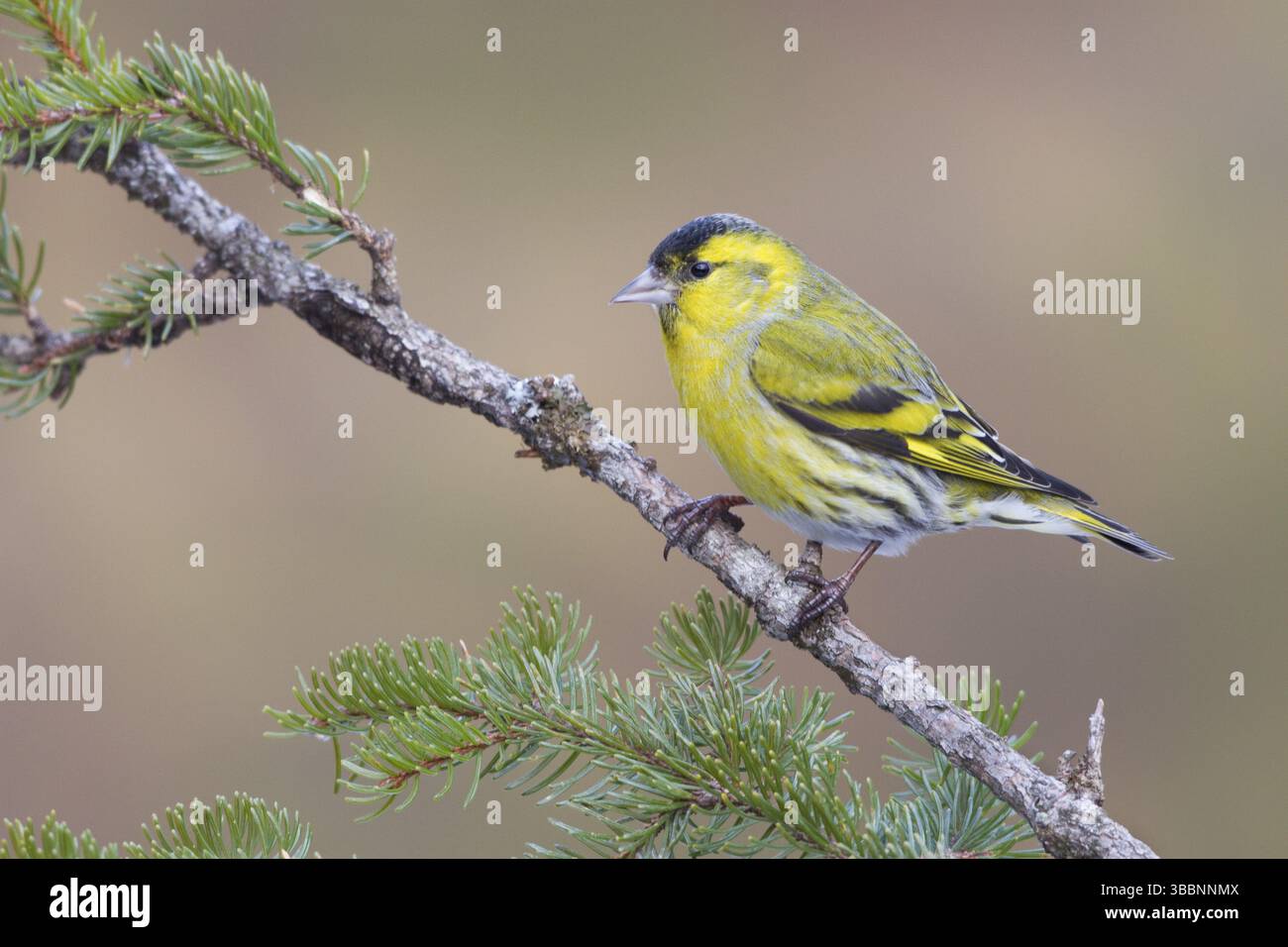 Eurasian Siskin (Spinus spinus) male, composé Gallen, Switzerland, Europe Banque D'Images