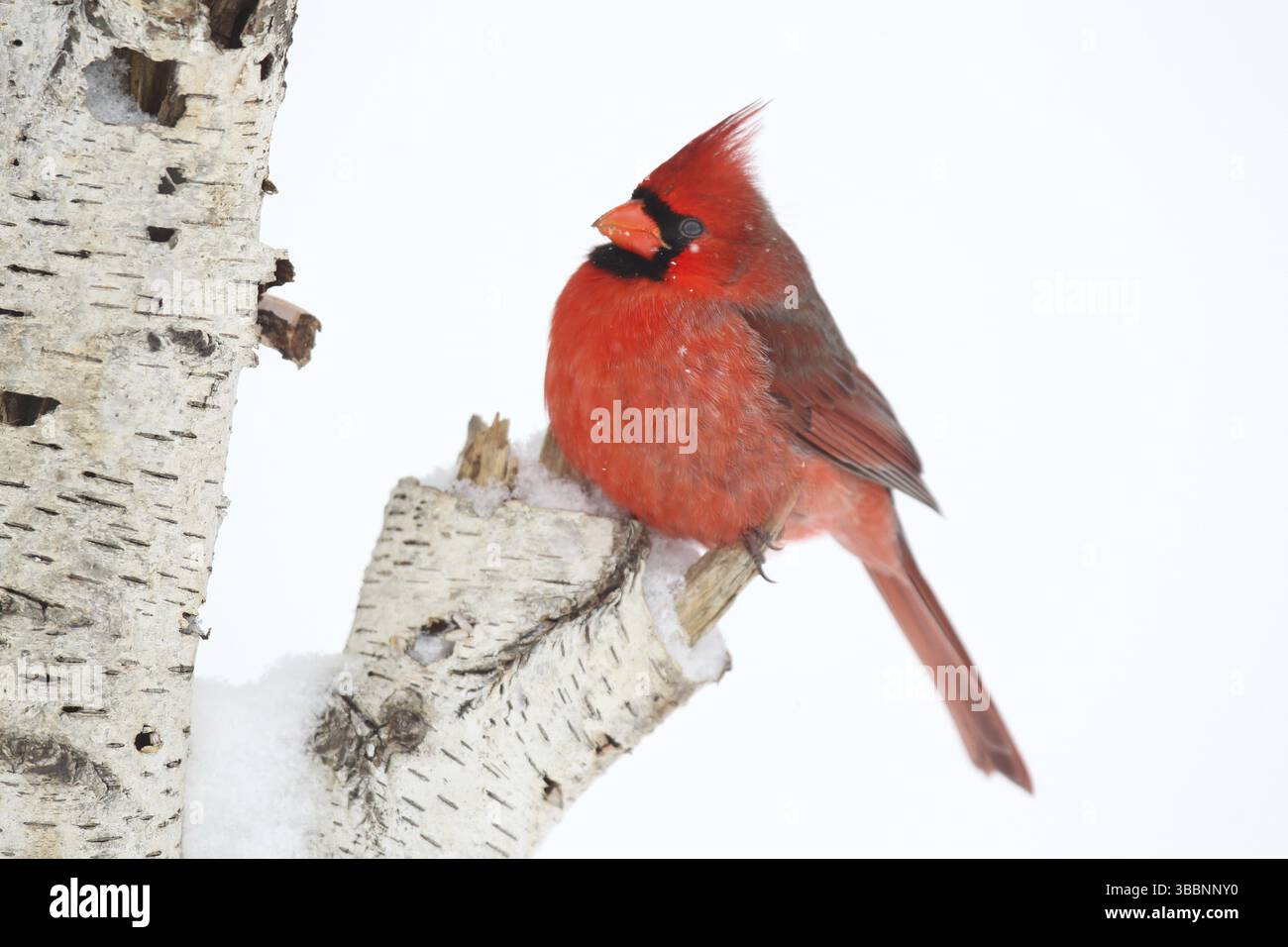 Cardinal du Nord (Cardinalis cardinalis) mâle, Ohio, USA, Amérique du Nord Banque D'Images