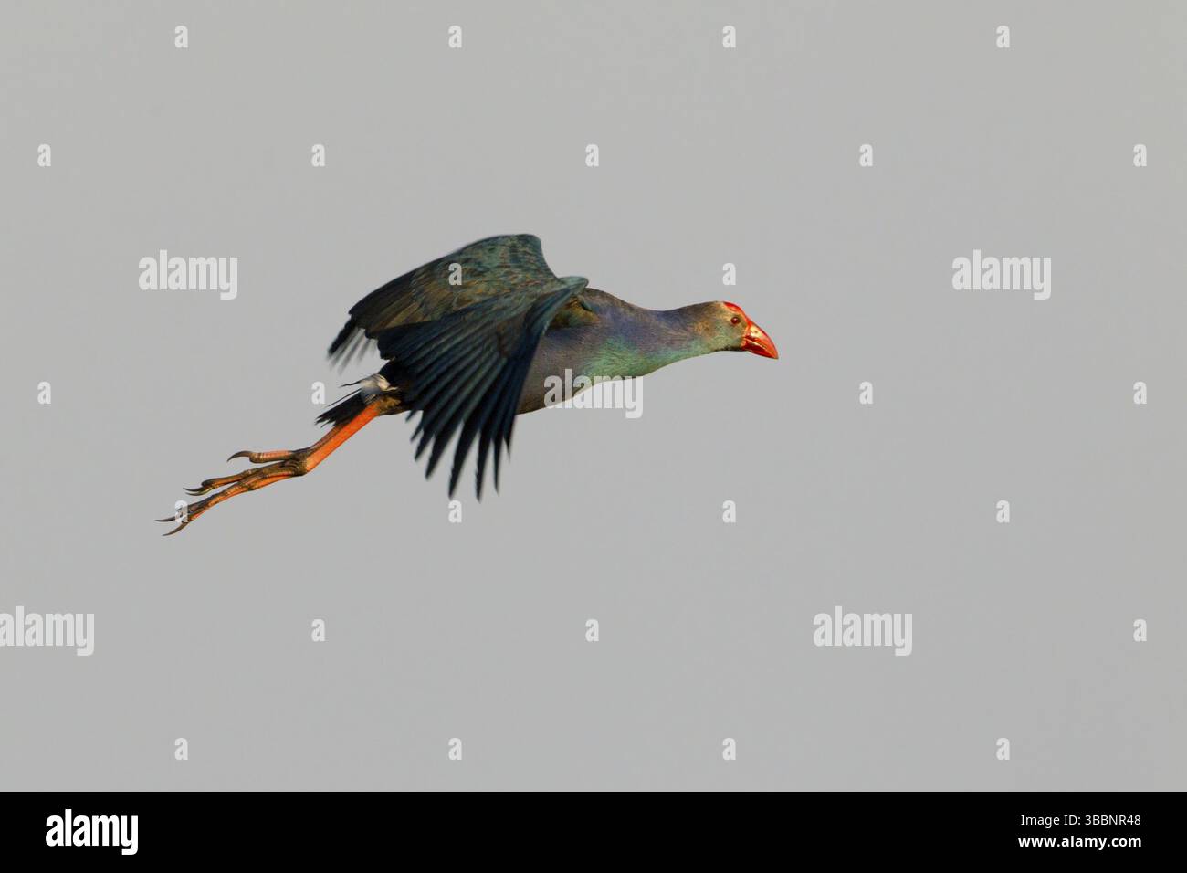 Swamphen à tête grise (Porphyrio poliocephalus) volant, Bueng Boraphet, Thaïlande, Asie Banque D'Images
