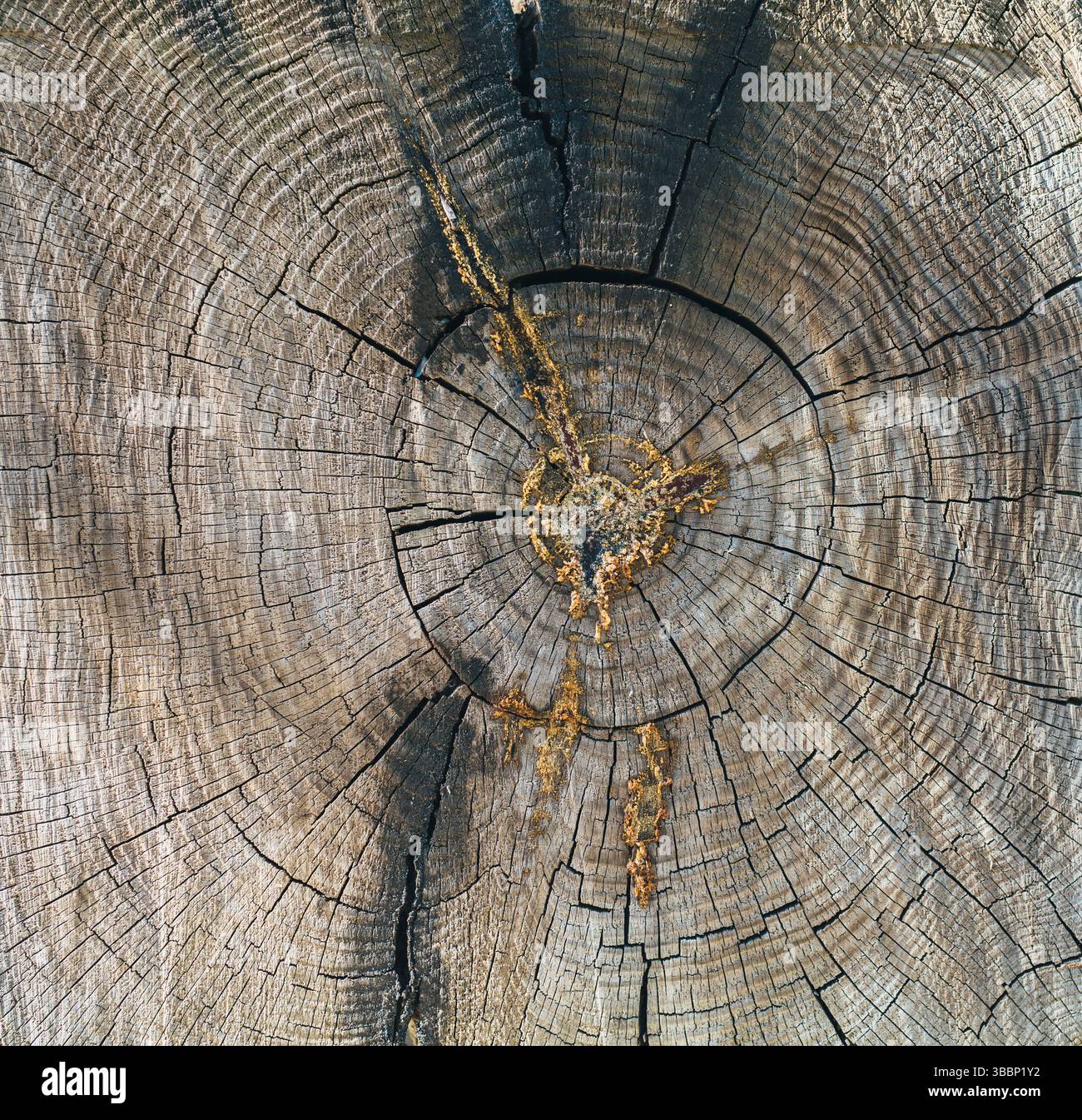Coupez la texture des anneaux du grand vieil arbre Banque D'Images