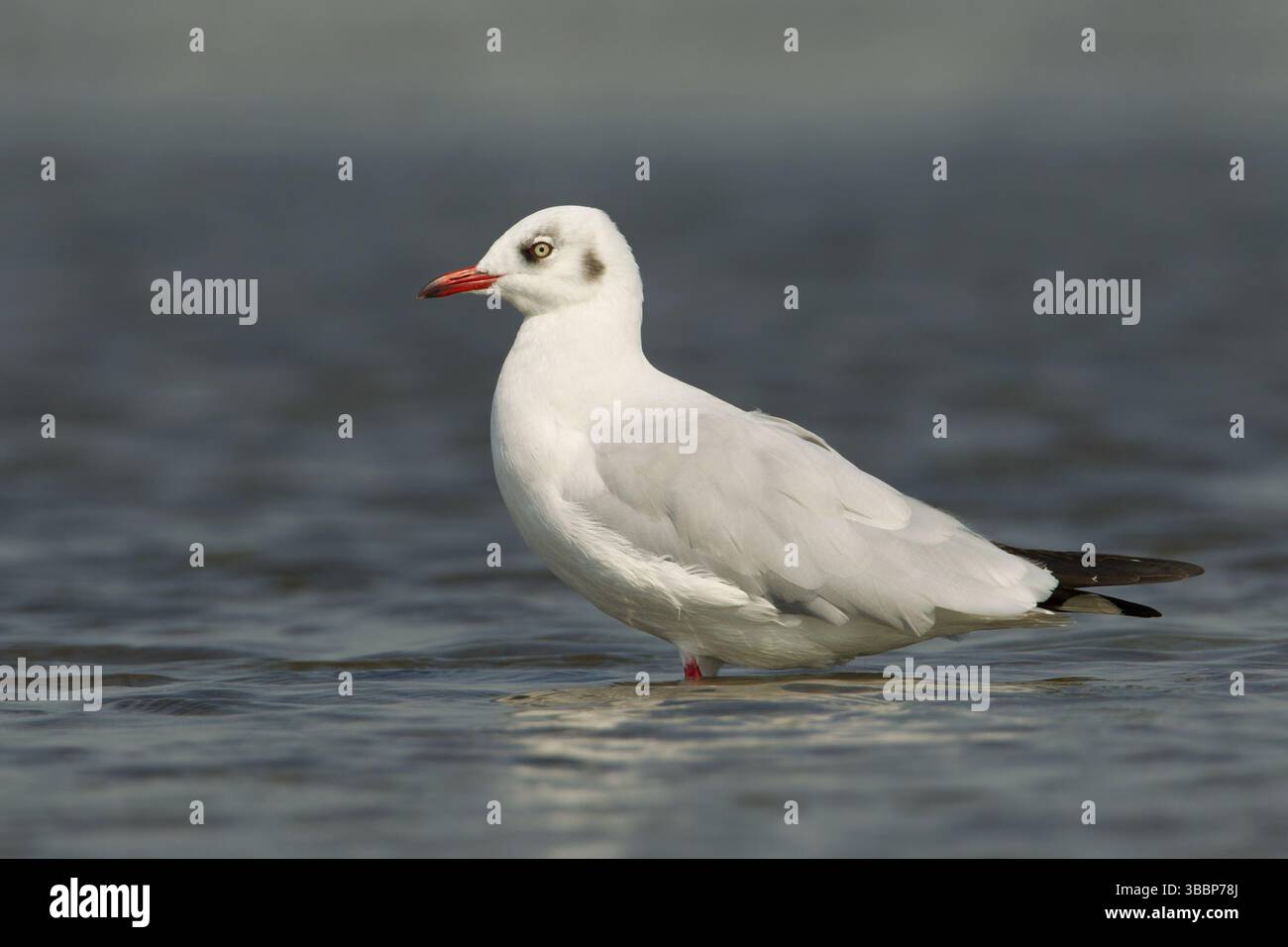 Mouette à tête brune (Chroicocephalus brunnicephalus), Phetchaburi, Thaïlande, Asie Banque D'Images