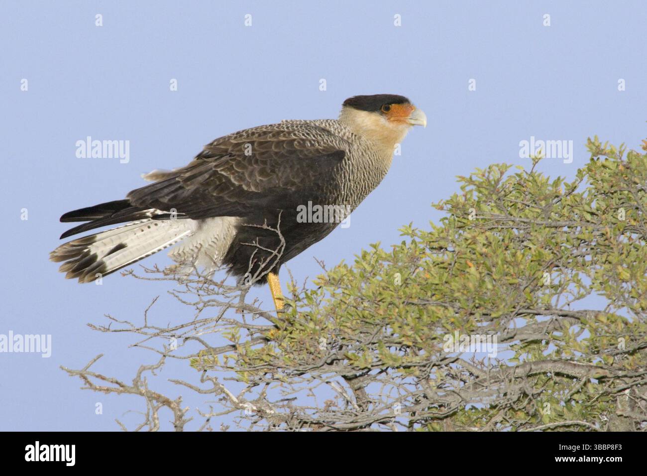 Caracara à crête nord (Caracara cheriway), Chili, Amérique du Sud Banque D'Images Caracara à crête nord (Caracara cheriway), Chili, Amérique du Sud Banque D'Images