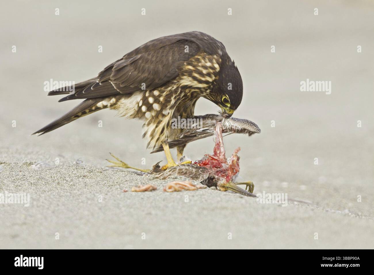Merlin (Falco columbarius), Washington, États-Unis, Amérique du Nord Banque D'Images