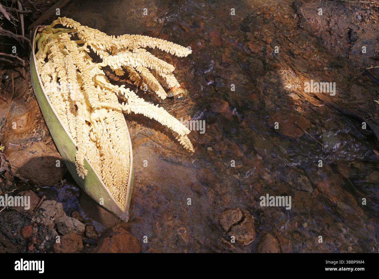 Un bouquet de petites noix de coco - se réfère à un bouquet de petits fruits de palmier, tels que la noix de coco aigre et le jerivá. Banque D'Images