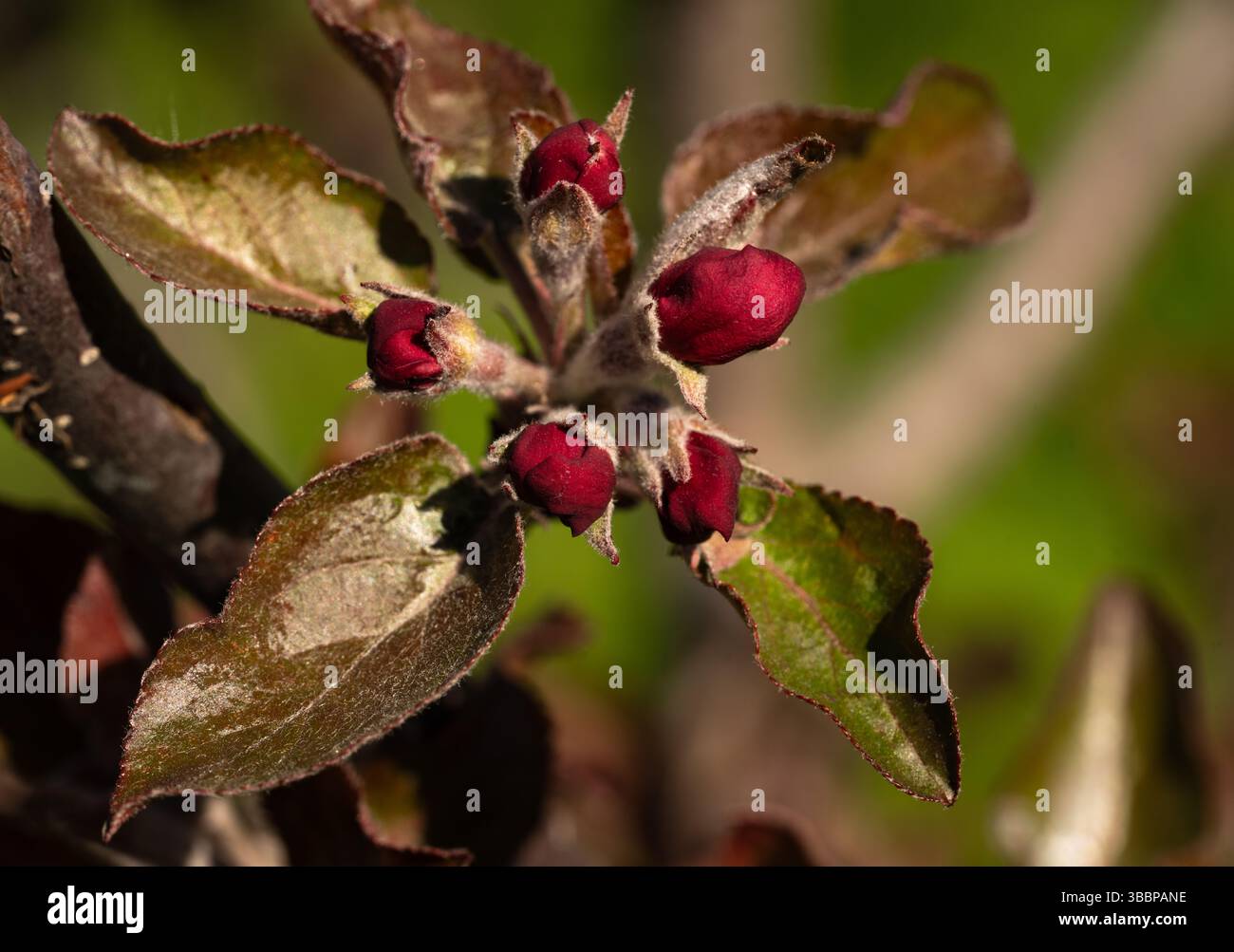 inflorescence de bourgeons fermés foncés écarlate d'un pommier variétal avec des fleurs écarlate Banque D'Images