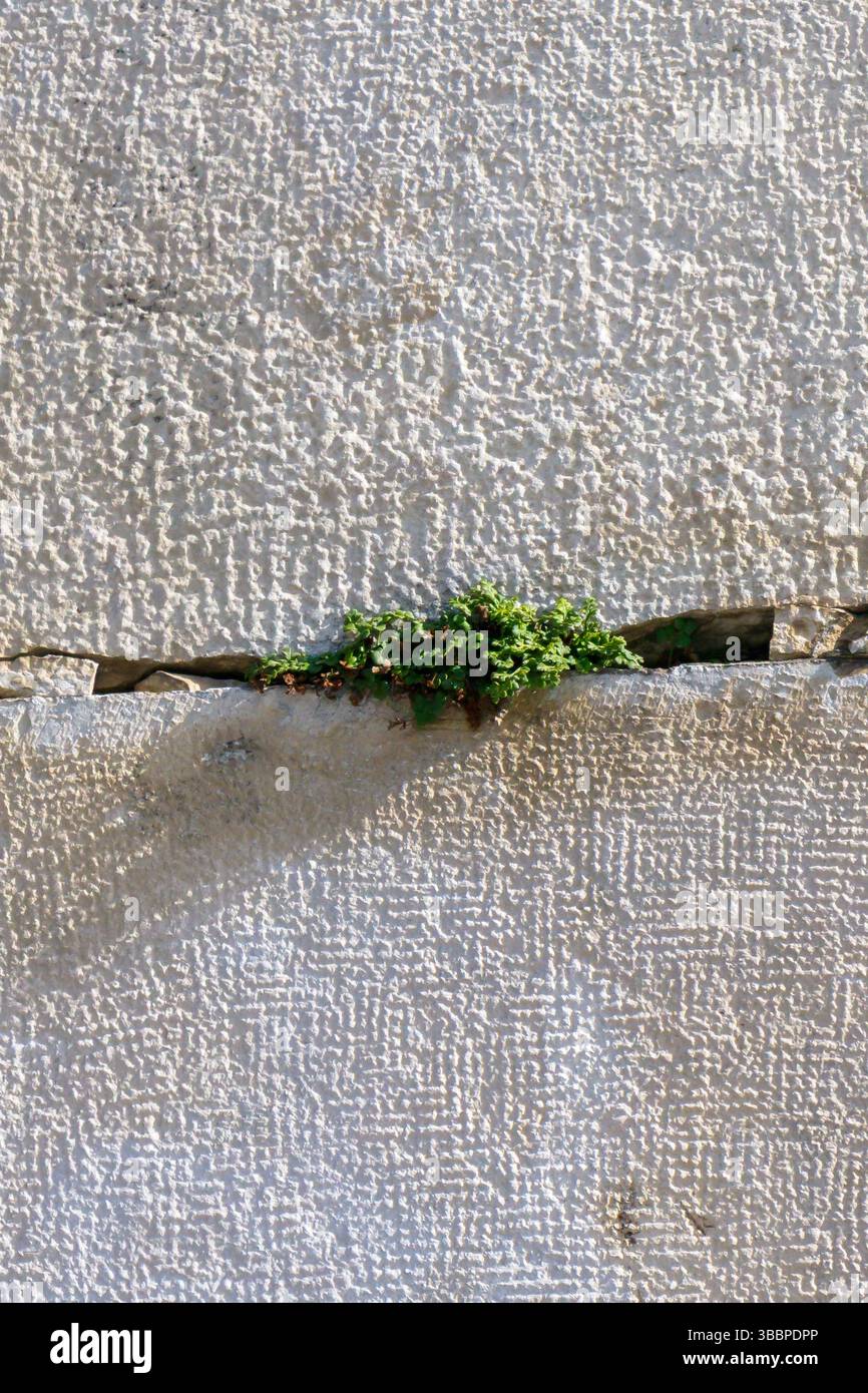Petite mousse verte prospère dans une fissure étroite sur un mur de pierre texturé, illuminé par la lumière du soleil, soulignant le contraste entre la nature et le Banque D'Images