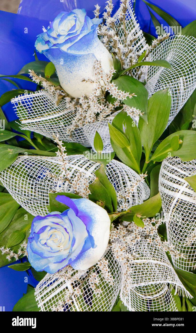Deux superbes roses bleues sont habilement disposées parmi la verdure et les fleurs d'accent, rehaussées par un ruban blanc pur. Banque D'Images