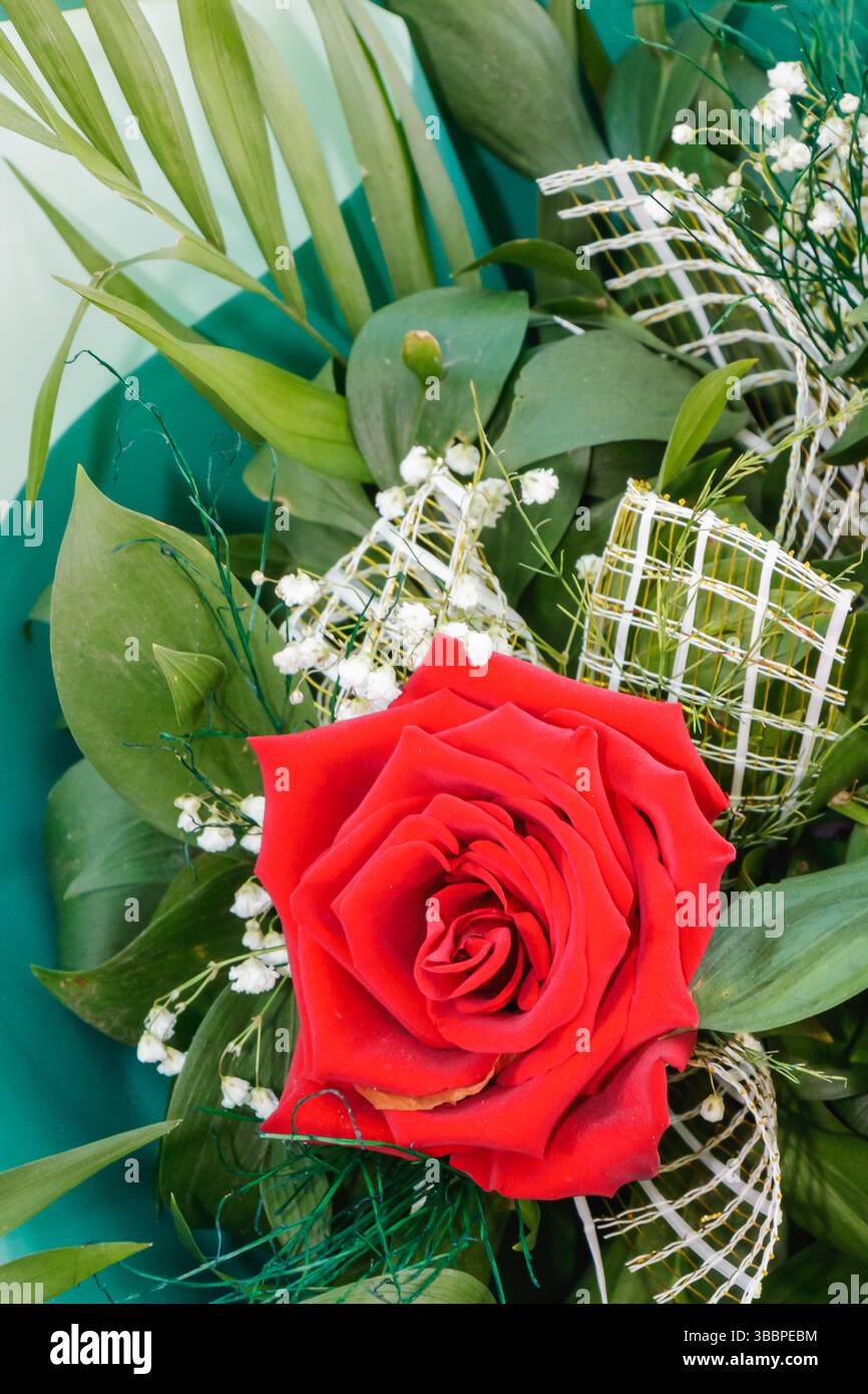 Une rose rouge éclatante est magnifiquement agencée parmi le feuillage vert frais et les délicats accents blancs, créant un exquis affichage floral parfait pour cele Banque D'Images