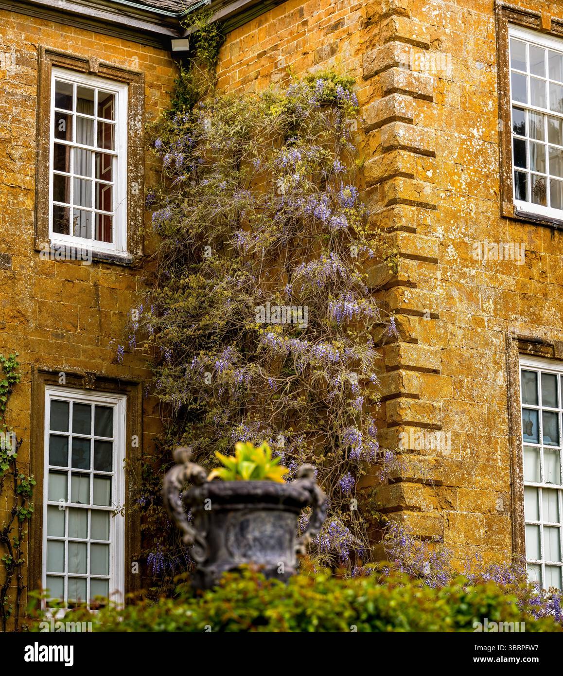 Façade en pierre calcaire dorée des Cotswold drapée de wisteria lilas à côté de grandes fenêtres géorgiennes à guillotine et d'une urne de jardin sculptée Banque D'Images
