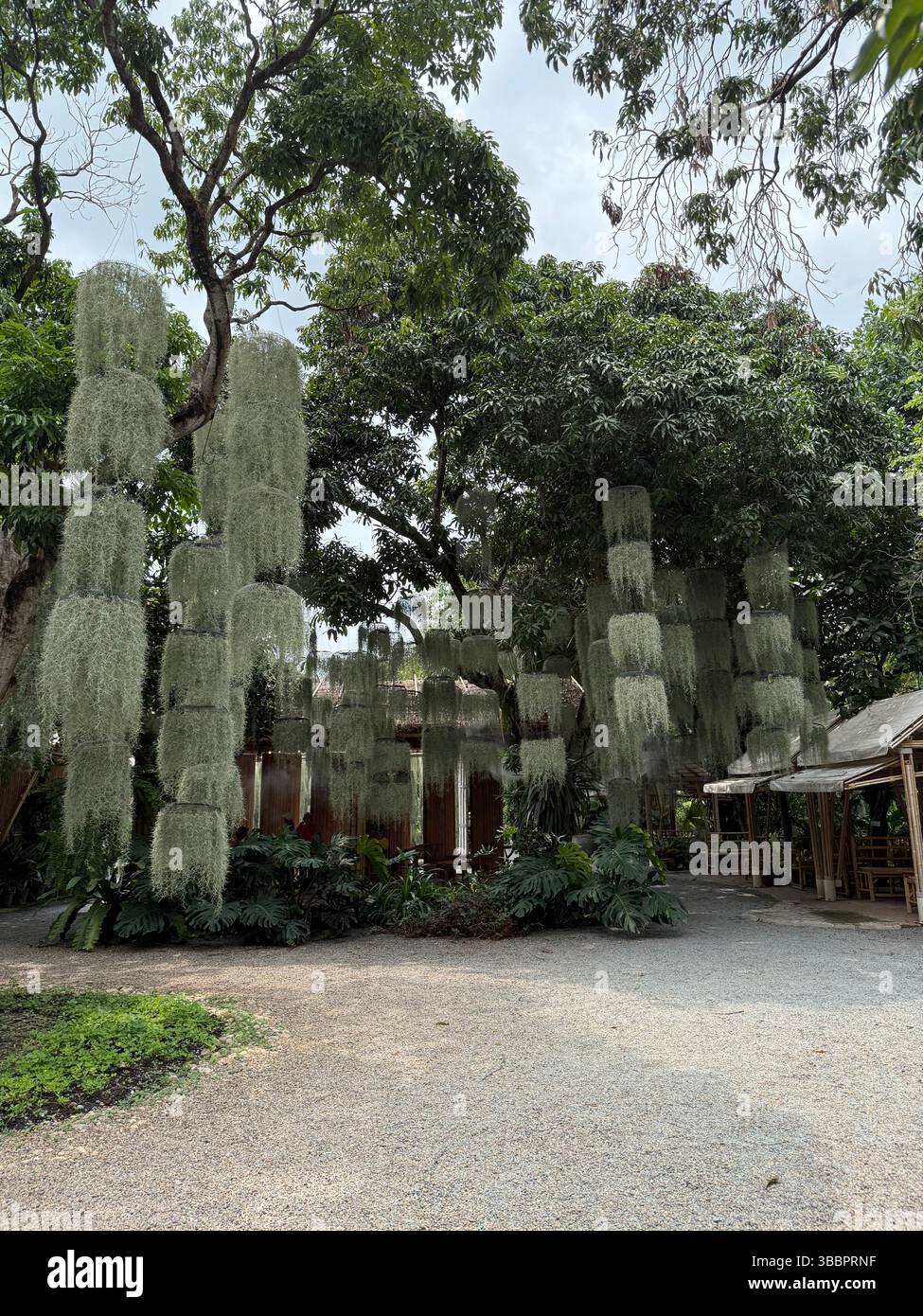 Draps de mousse espagnole gracieusement tirés des arbres sur des cabanes de bambou dans un jardin forestier tranquille, mêlant nature et design en harmonie. - Image de stock capturée avec un smartphone