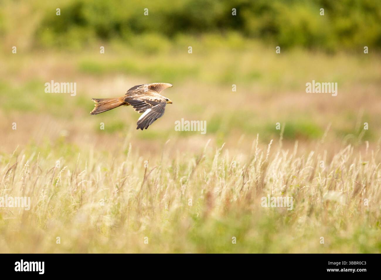 Cerf-volant rouge (Milvus milvus) volant au-dessus du pré d'été à la recherche de proies. Scène de nature sauvage, oiseau dans l'habitat naturel, république tchèque Banque D'Images