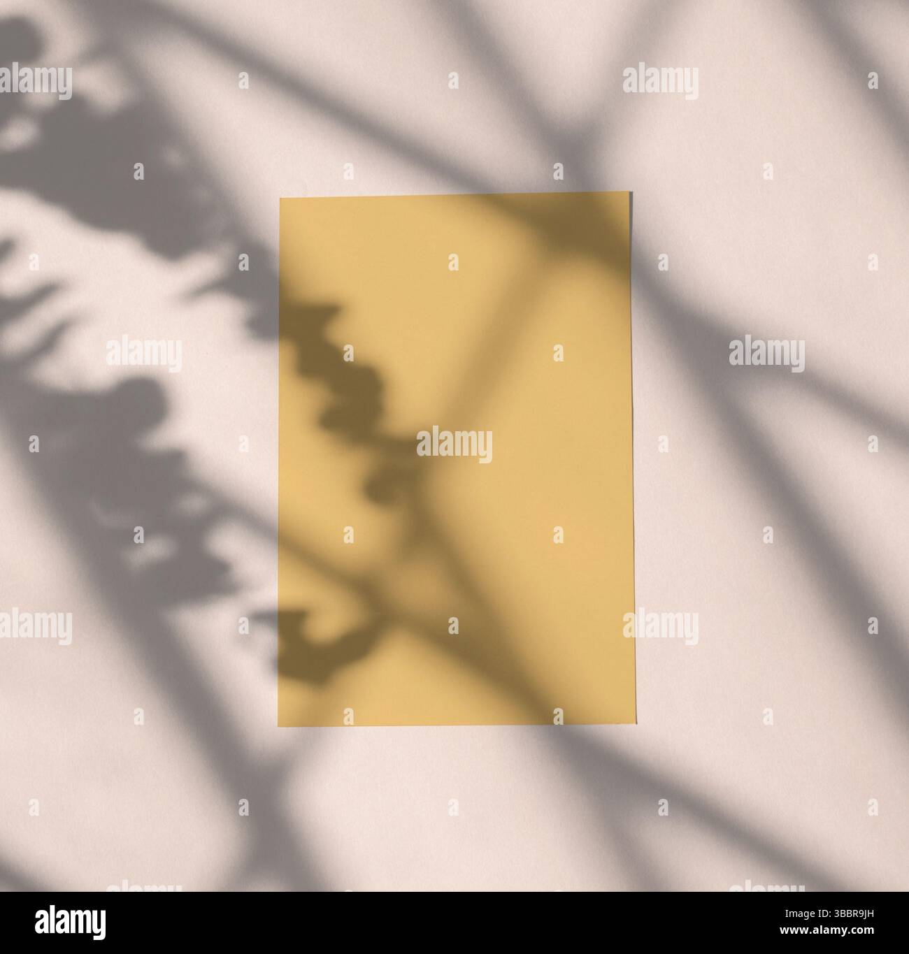 Carte brune sur bg gris contre la fenêtre et la feuille d'eucalyptus twig botanique superposition d'ombre esthétique. Banque D'Images