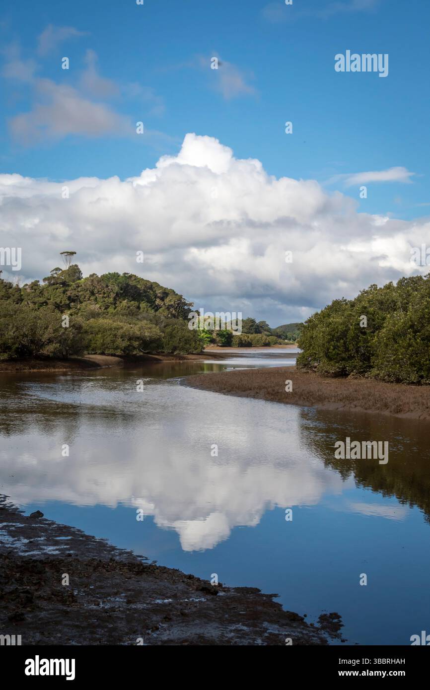 Forêt de mangroves le long de l'anse de marée, près de Waitangi, baie des Îles, Île du Nord, Nouvelle-Zélande Banque D'Images