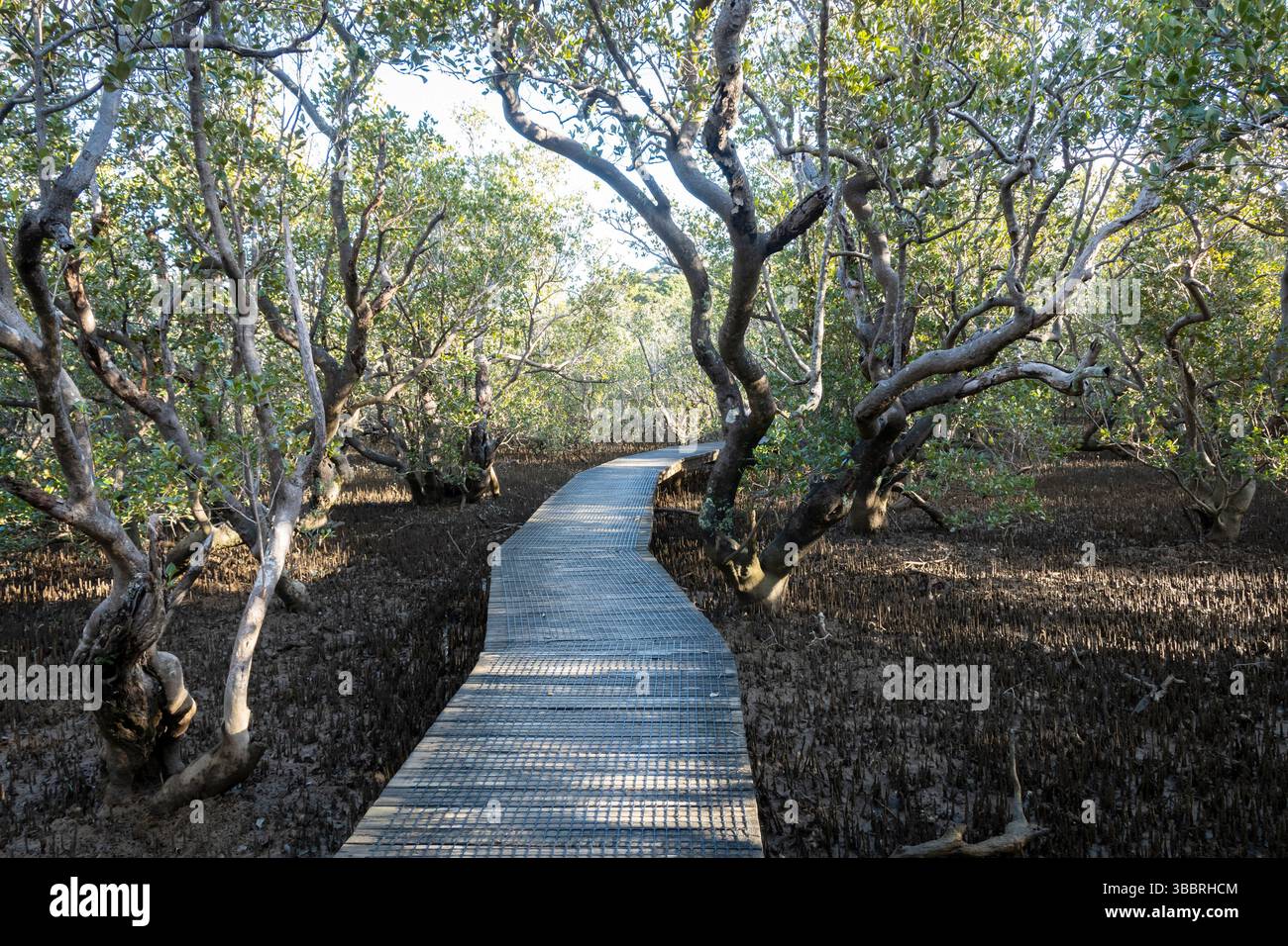 Promenade à travers la forêt de mangrove, près de Waitangi, Bay of Islands, North Island, Nouvelle-Zélande Banque D'Images