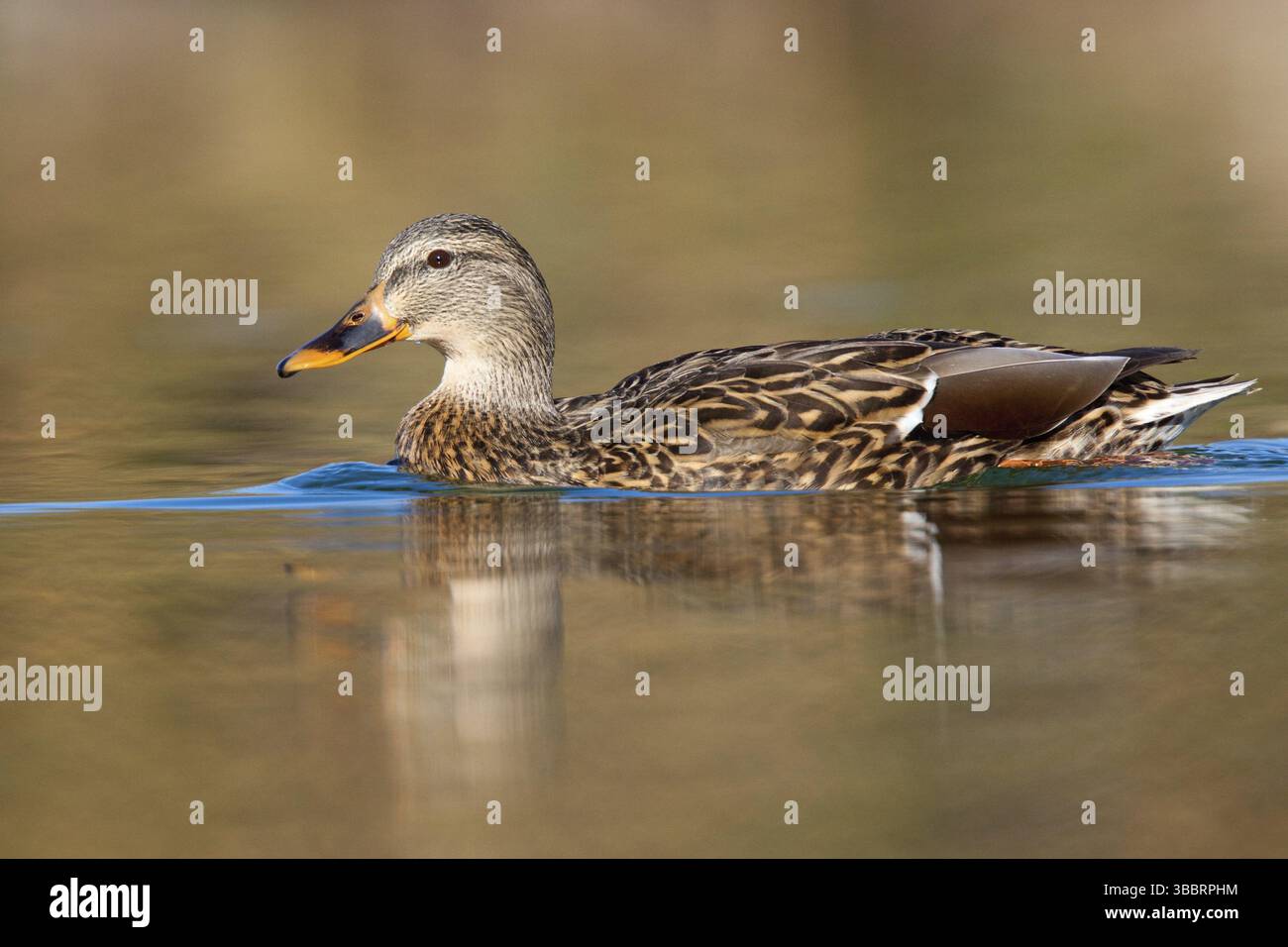 Canard colvert Anas platyrhynchos Gilbert, comté de Maricopa, Arizona, United States 9 femelles adultes Février Anatidae Banque D'Images