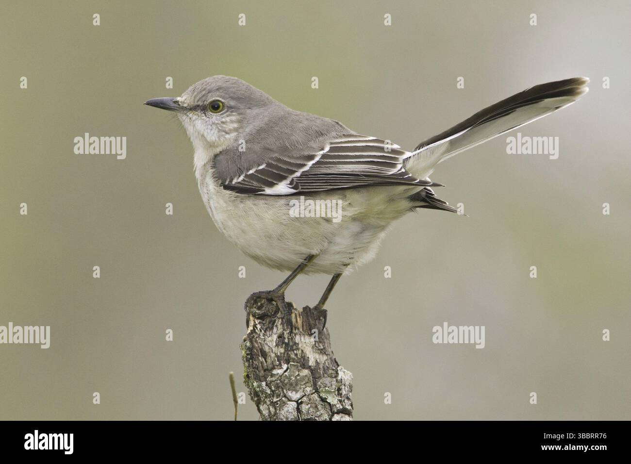 Mockingbird du Nord (Mimus polyglottos), Texas, États-Unis, Amérique du Nord Banque D'Images Mockingbird du Nord (Mimus polyglottos), Texas, États-Unis, Amérique du Nord Banque D'Images