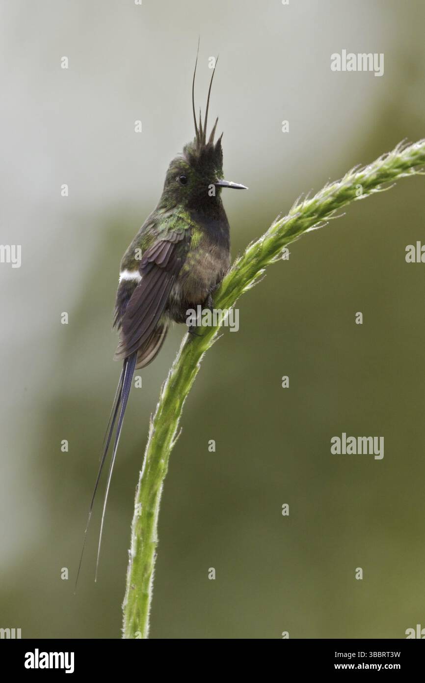 Torse à crête grillagée (Discosura popelairii), Équateur, Amérique du Sud Banque D'Images