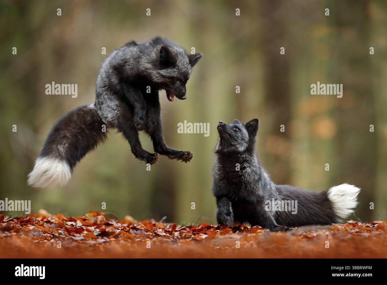 Renard noir argenté. Deux renards roux jouant dans la forêt d'automne. Saut d'animal dans le bois d'automne. Scène de la faune de la nature sauvage tropicale. Paire de mammifères se battent Banque D'Images