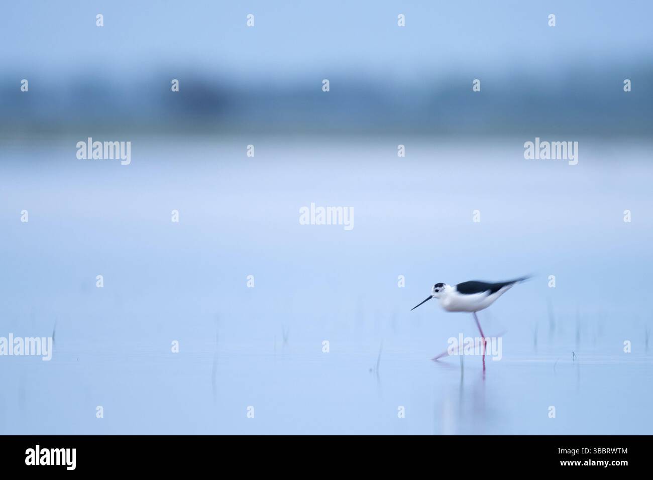 Cueillette d'alevins à ailes noires (Himantopus himantopus), lac Neusiedl, Autriche, Europe Banque D'Images