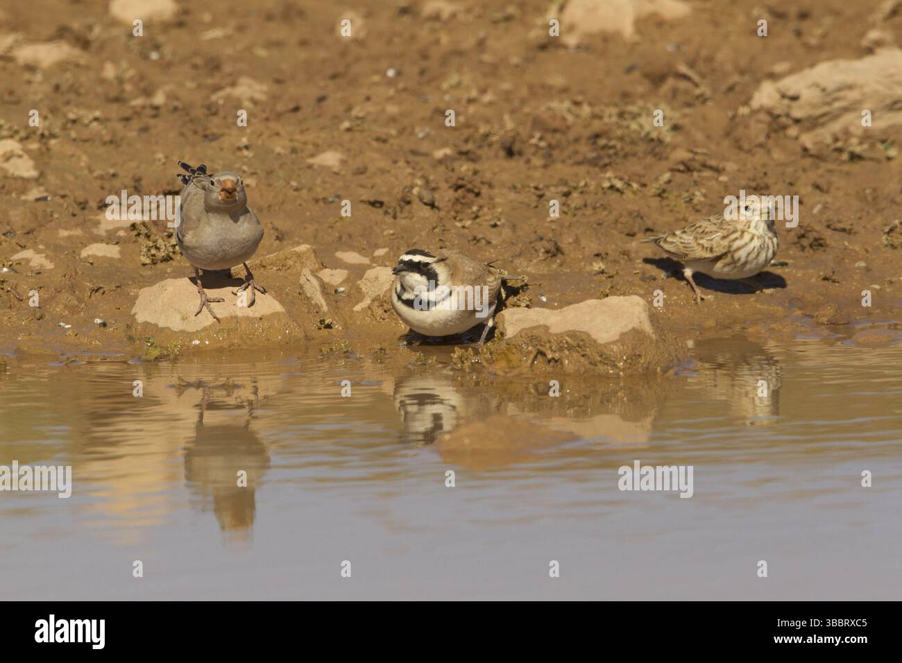 Trumpeter Finch & Temminck's Lark & Lesser Short-Toed Lark (Bucanetes githagineus & Eremophila bilopha & Alaudala rufescens), Maroc, Afrique Banque D'Images