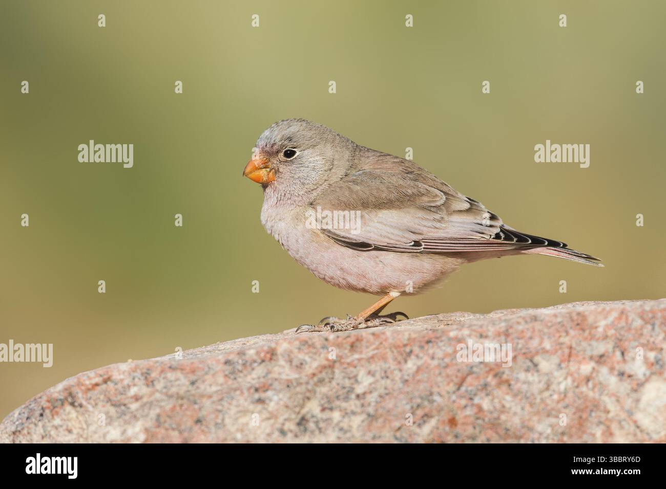 Finch trompettiste (Bucanetes githagineus) mâle, Eilat, Israël, Asie Banque D'Images