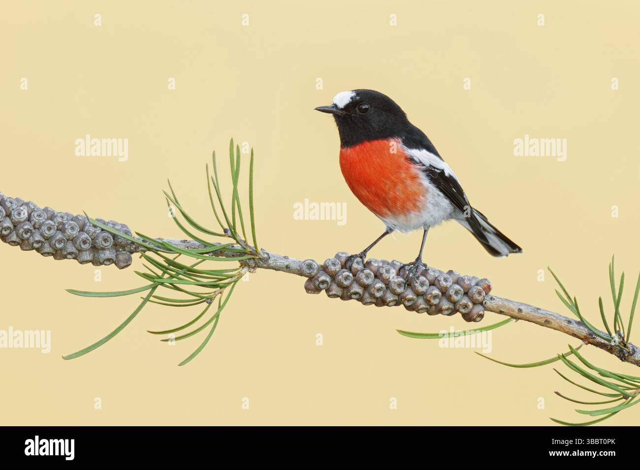 Rouge-rouge écarlate (Petroica boodang) mâle, Victoria, Australie, Océanie Banque D'Images