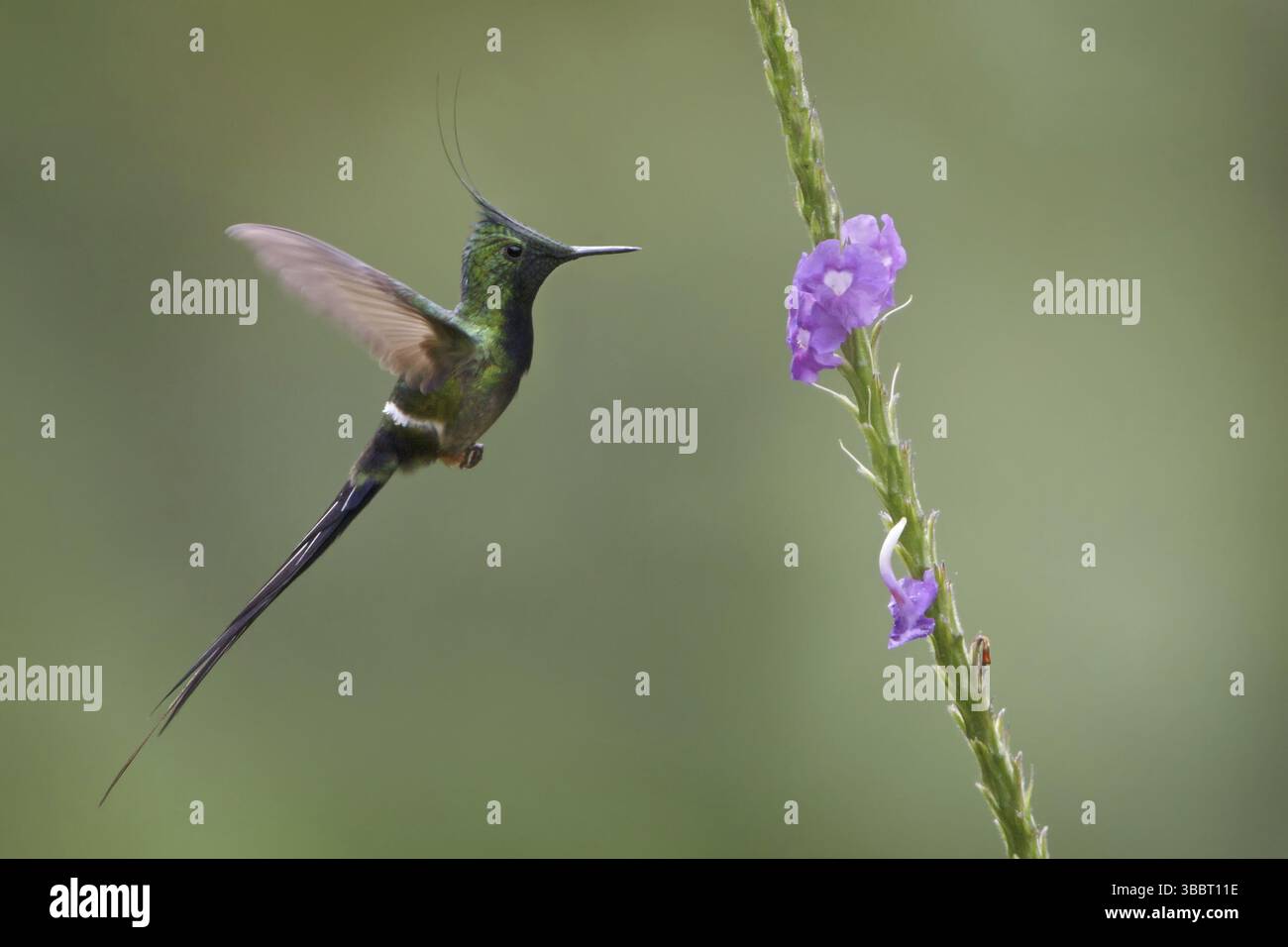 Thorntail à crête grillagée (Discosura popelairii), Pérou, Amérique du Sud Banque D'Images