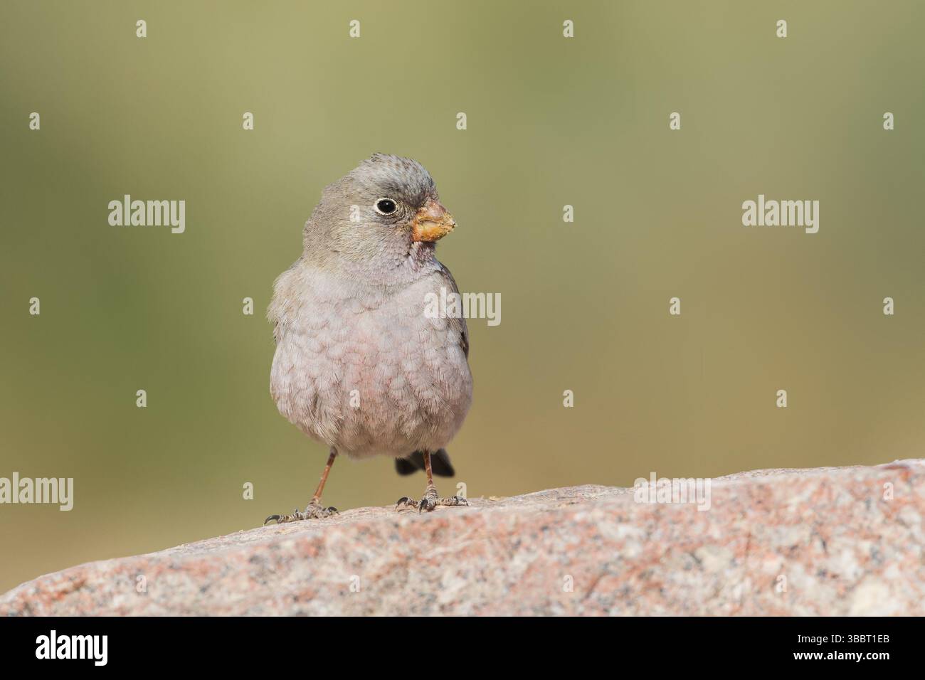 Finch trompettiste (Bucanetes githagineus) mâle, Eilat, Israël, Asie Banque D'Images