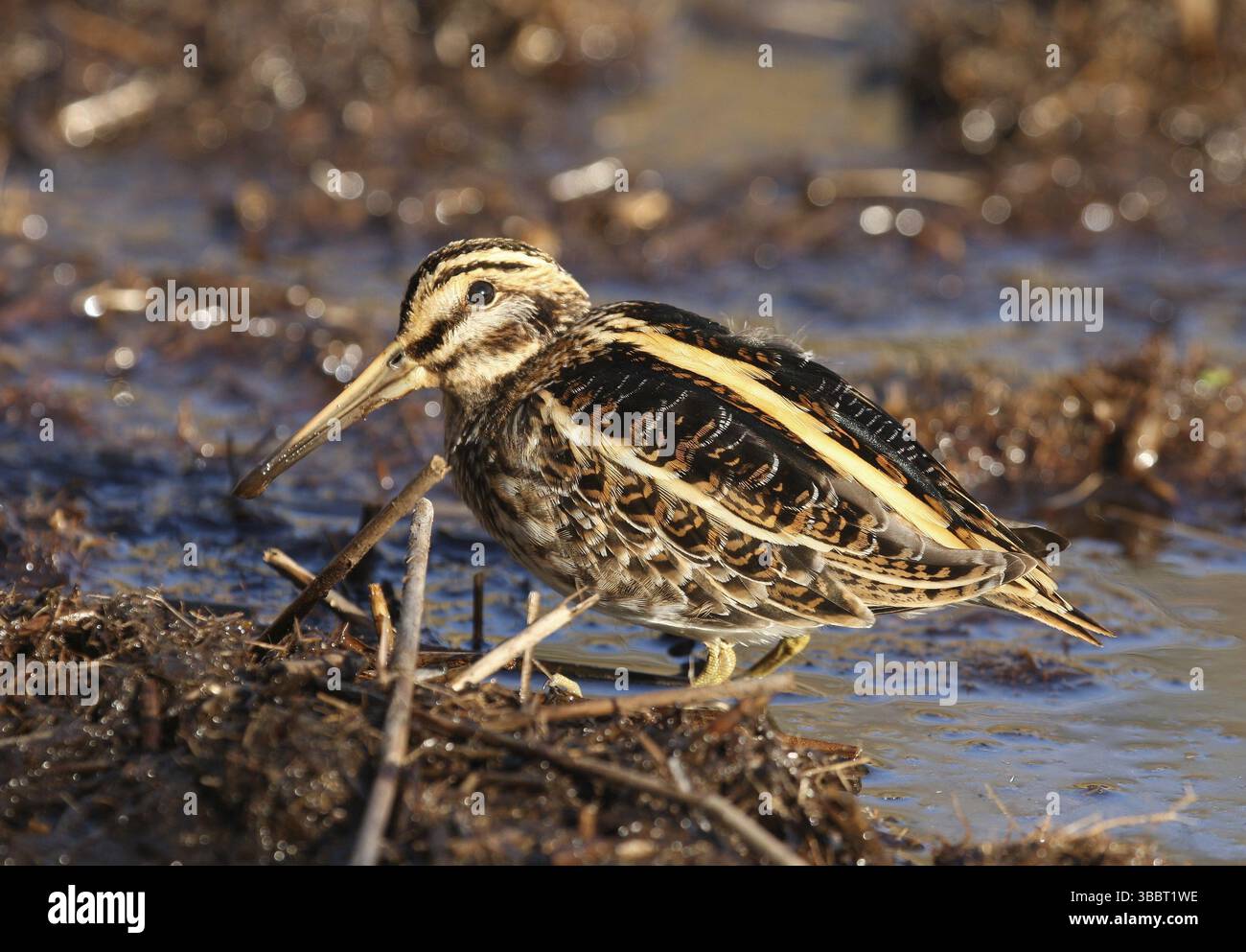 Pris a Ouessant (29) - France nom de fichier 2Z4P9775.JPG appareil photo nom du modèle Canon EOS-1D Mark III date/heure de prise de vue 29/10/2007 16 :19 :26 TV(vitesse d'obturation) Banque D'Images