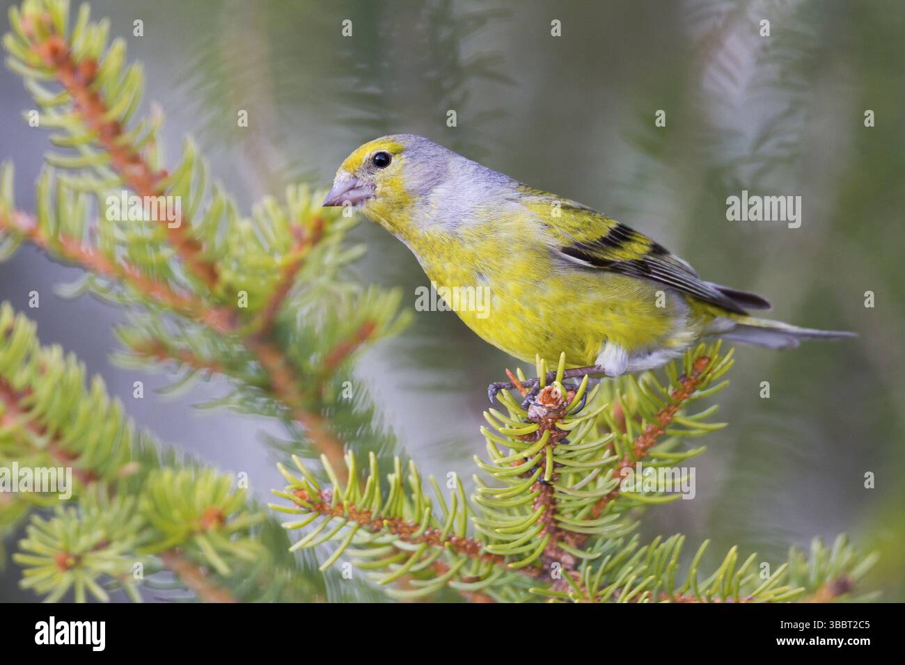 Citril Finch - Zitronengirlitz - Carduelis citrinella, Autriche, adulte, Europe Banque D'Images