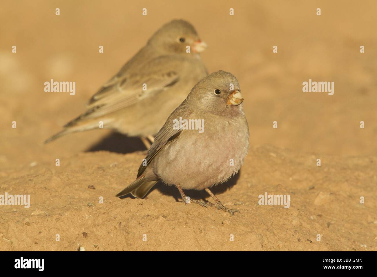 Finch trompettiste (Bucanetes githagineus), Maroc, Afrique Banque D'Images