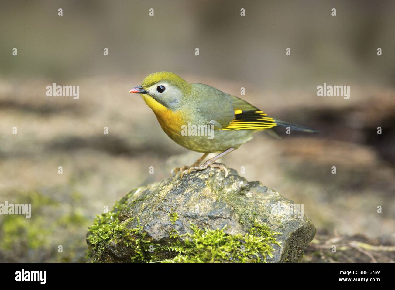 Leiothrix à bec rouge (Leiothrix lutea), Yunnan, Chine, Asie Banque D'Images