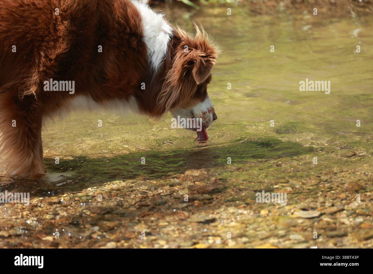 Chien brun et blanc boit de l'eau d'un ruisseau Banque D'Images