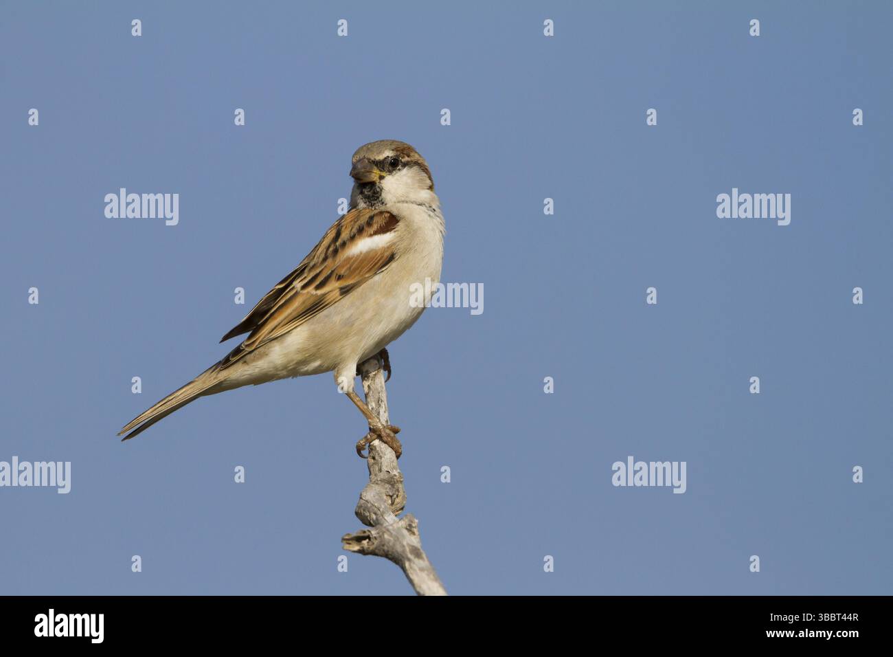 Maison Sparrow - Haussperling - passer domesticus ssp. Hufufae, homme adulte, Oman, Asia Banque D'Images