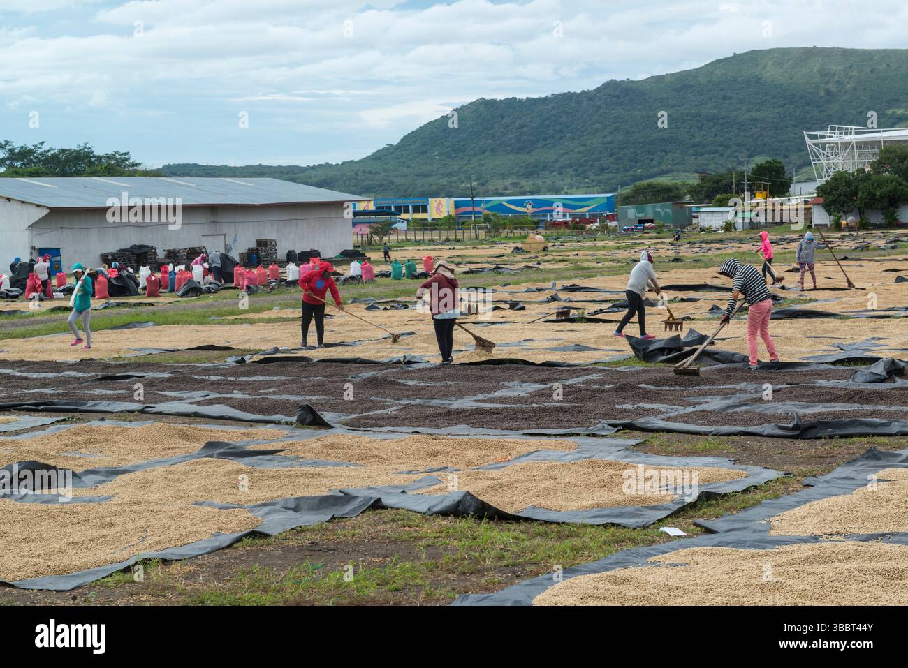 Travailleuses qui tournent des grains de café avec des râteaux en bois sur des champs de séchage près de Matagalpa, Nicaragua Banque D'Images