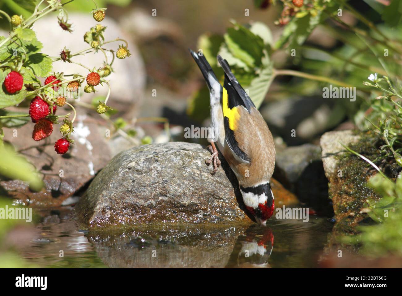 Européen Goldfinch (Carduelis carduelis) mâle buvant à petit ruisseau, Mecklembourg-Poméranie occidentale, Allemagne, Europe Banque D'Images