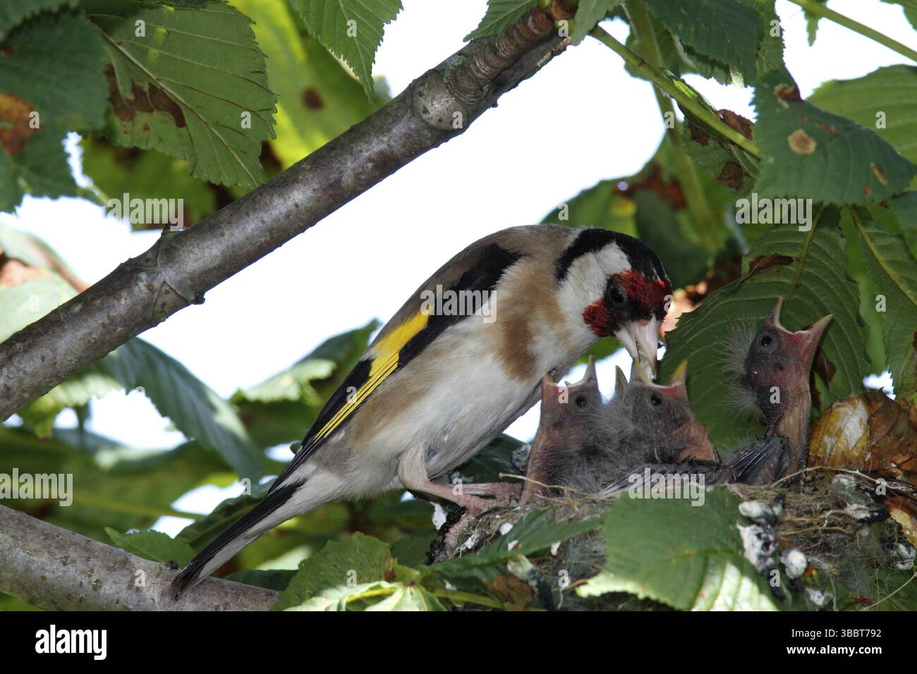 Grugeoir européen (carduelis carduelis) poussin, basse-Saxe, Allemagne, Europe Banque D'Images