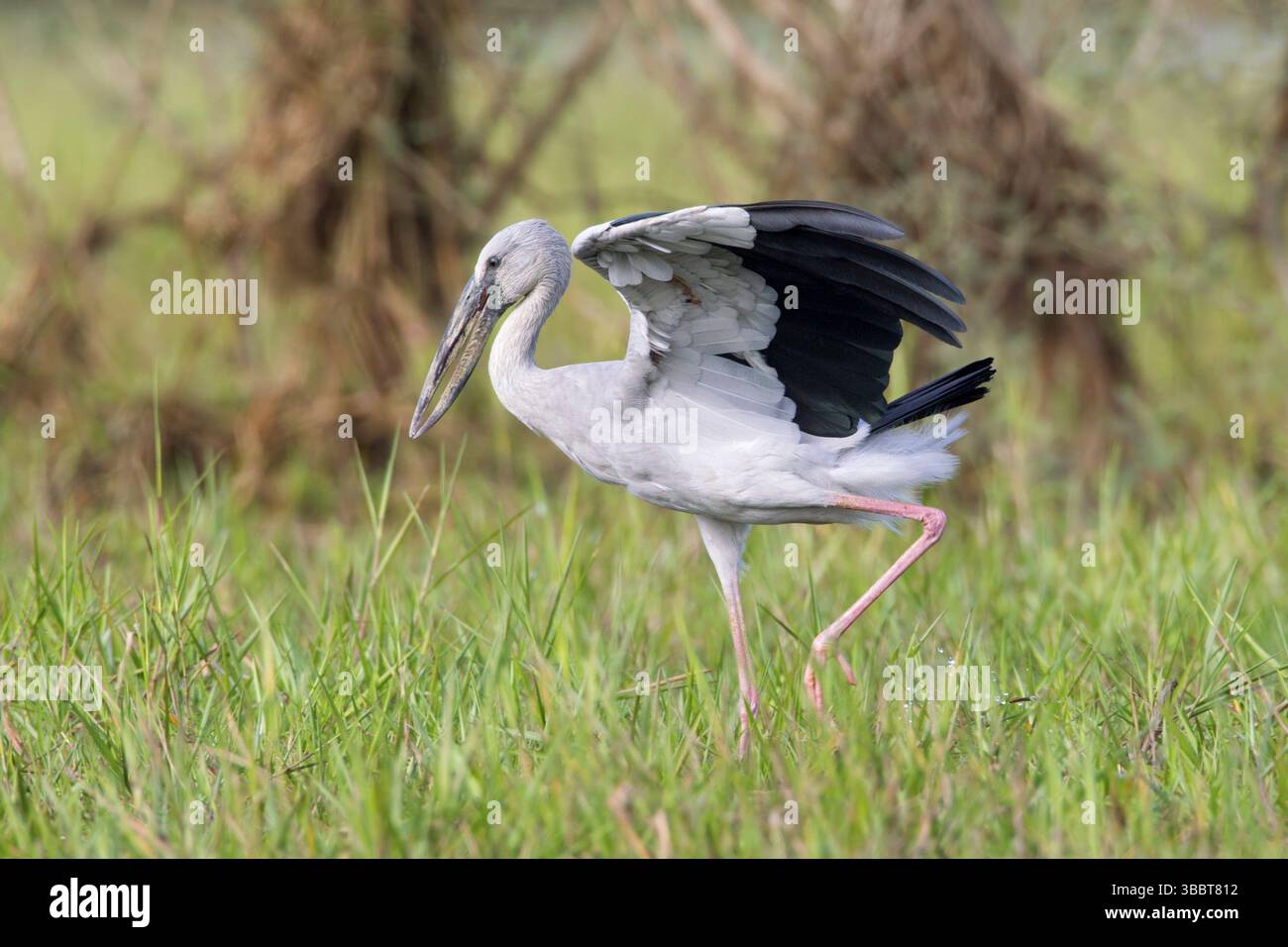 Asian Openbill (Anastomus oscitans), Bueng Boraphet, Thaïlande, Asie Banque D'Images