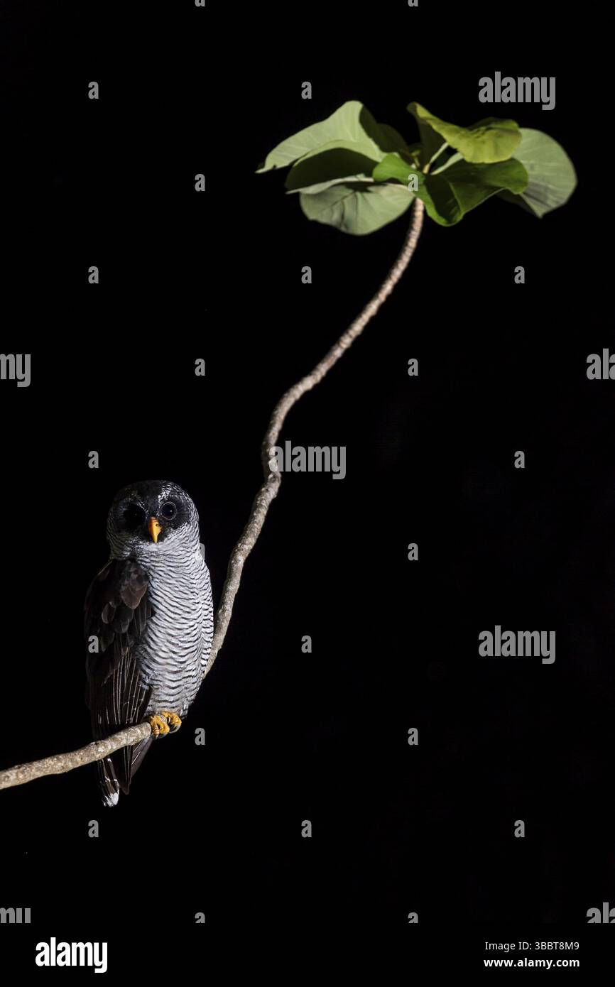 Hibou noir et blanc Banque D'Images