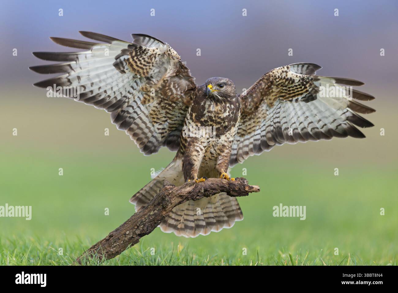 Maeusebussard, Buzzard commun, Buzzard, Buzzard eurasien, Buteo buteo, variable de buse, Busardo Ratonero Banque D'Images