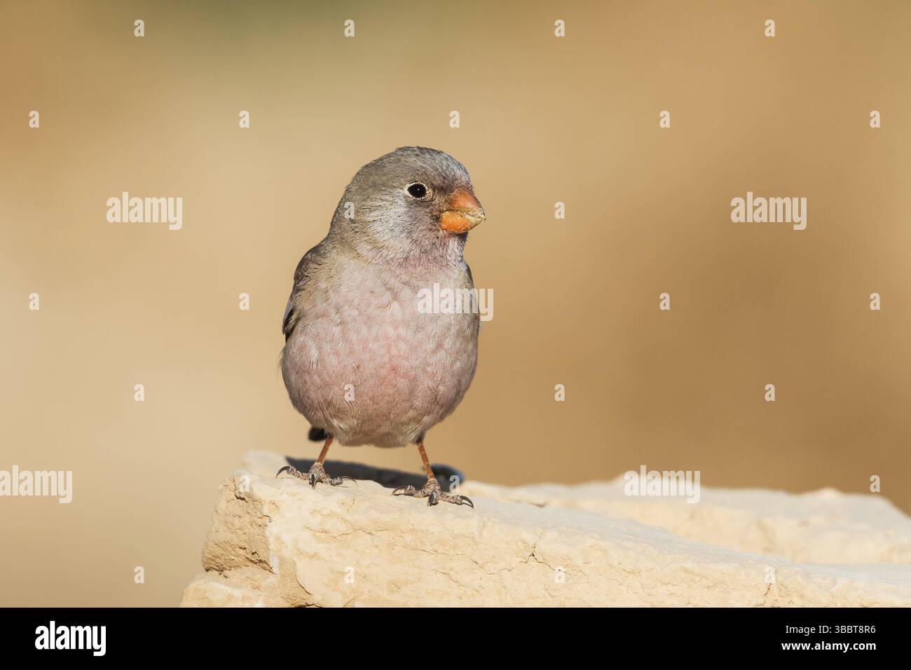 Finch trompettiste (Bucanetes githagineus) mâle, Eilat, Israël, Asie Banque D'Images
