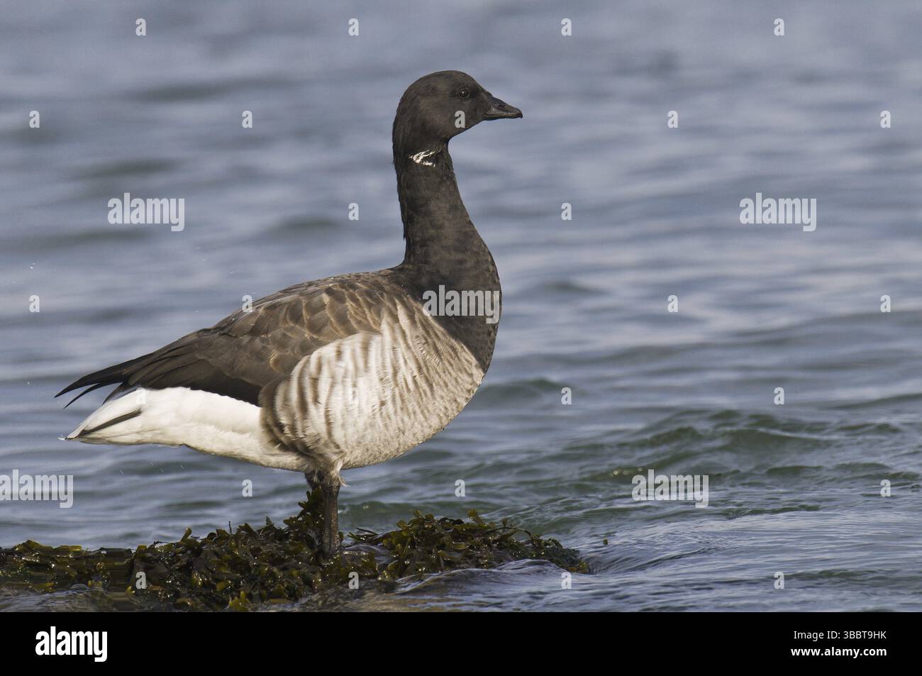 Brant Goose (Branta bernicla), New Jersey, États-Unis, Amérique du Nord Banque D'Images