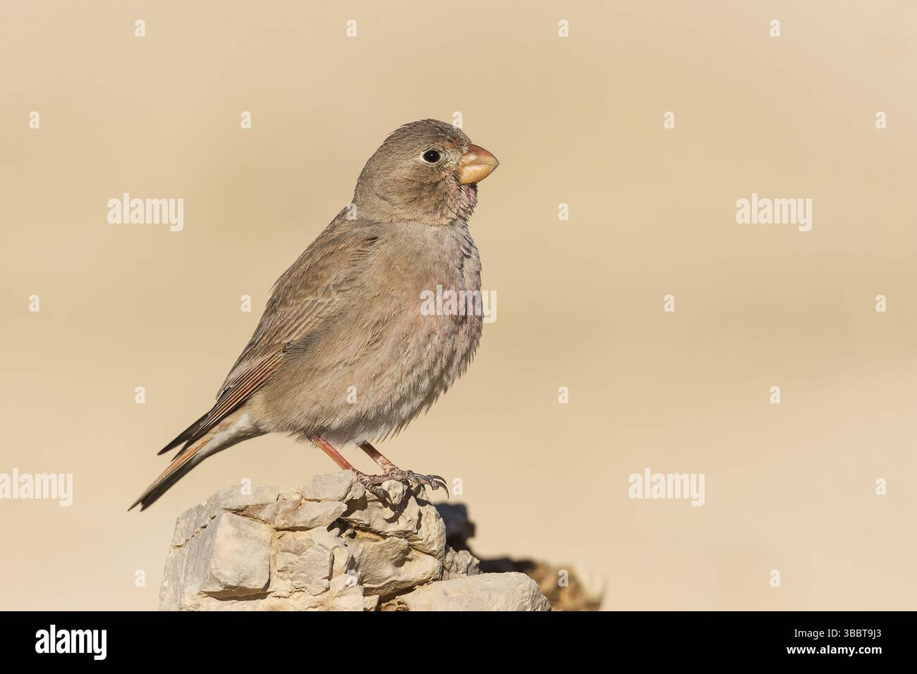 Finch trompettiste (Bucanetes githagineus) femelle, Néguev, Israël, Asie Banque D'Images