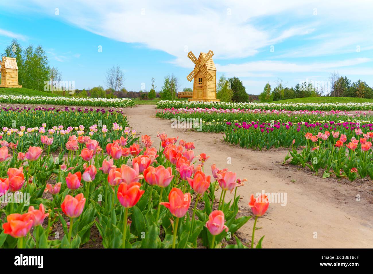 Champs de tulipes colorés en pleine floraison, avec un moulin à vent en bois rustique placé contre un ciel bleu vif, capturé dans une vue grand angle. Banque D'Images