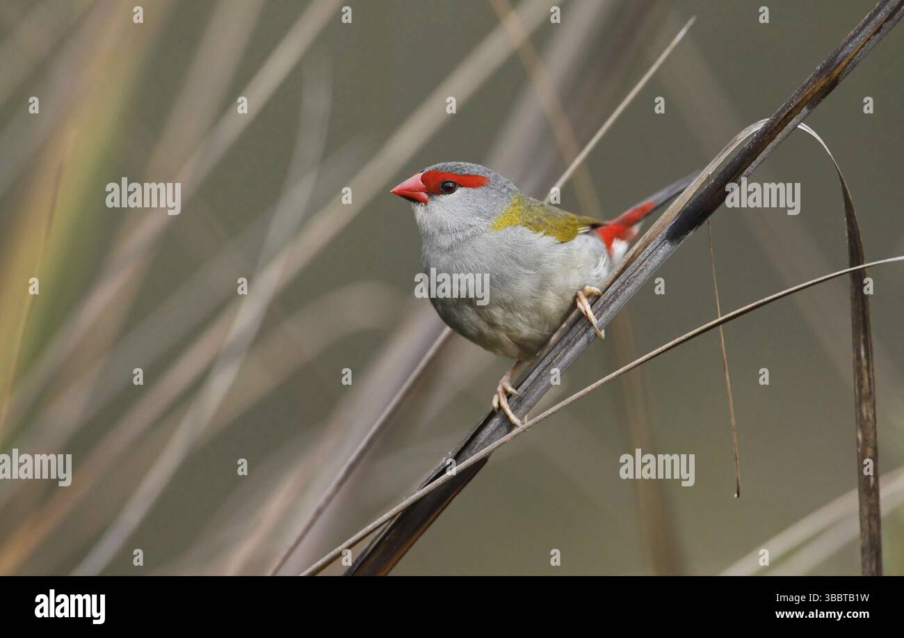Finlandais à sourcils rouges (Neochmia temporalis), Australie, Océanie Banque D'Images