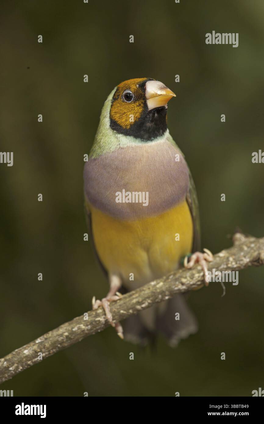 Finch Gouldien (Erythrura gouldiae) femelle Banque D'Images