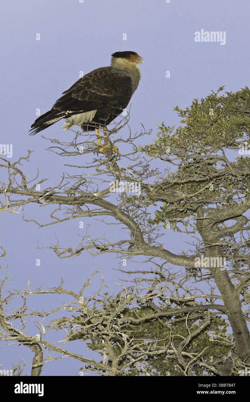 Caracara à crête nord (Caracara cheriway), Chili, Amérique du Sud Banque D'Images Caracara à crête nord (Caracara cheriway), Chili, Amérique du Sud Banque D'Images