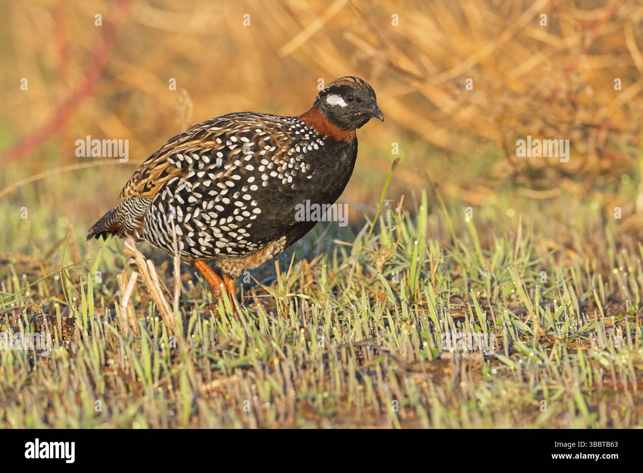 Halsbandfrankolin, Black Francolin, Black Partridge, Francolinus francolinus, Francolin noir, Francolin Ventrinegro Banque D'Images Halsbandfrankolin, Black Francolin, Black Partridge, Francolinus francolinus, Francolin noir, Francolin Ventrinegro Banque D'Images